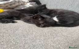 Mixed Breed cats for sale: Beautiful fluffy kittens for excellent homes  in Gillingham - Image 11