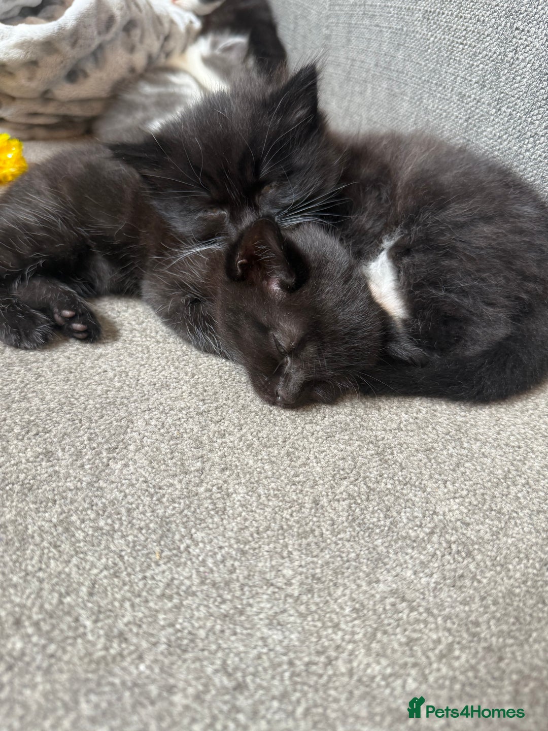Mixed Breed cats for sale: Beautiful fluffy kittens for excellent homes  in Gillingham - Image 11