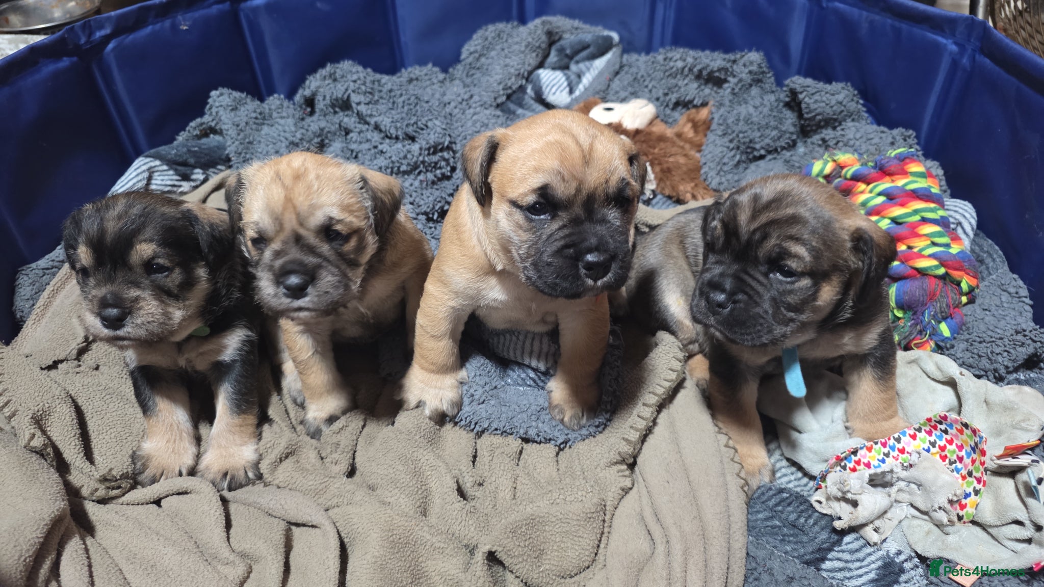 Mixed Breed dogs Bulldog X 2x females remaining  - Advert 21