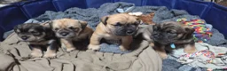 Mixed Breed dogs for sale: Bulldog X 2x females remaining  - Advert 1