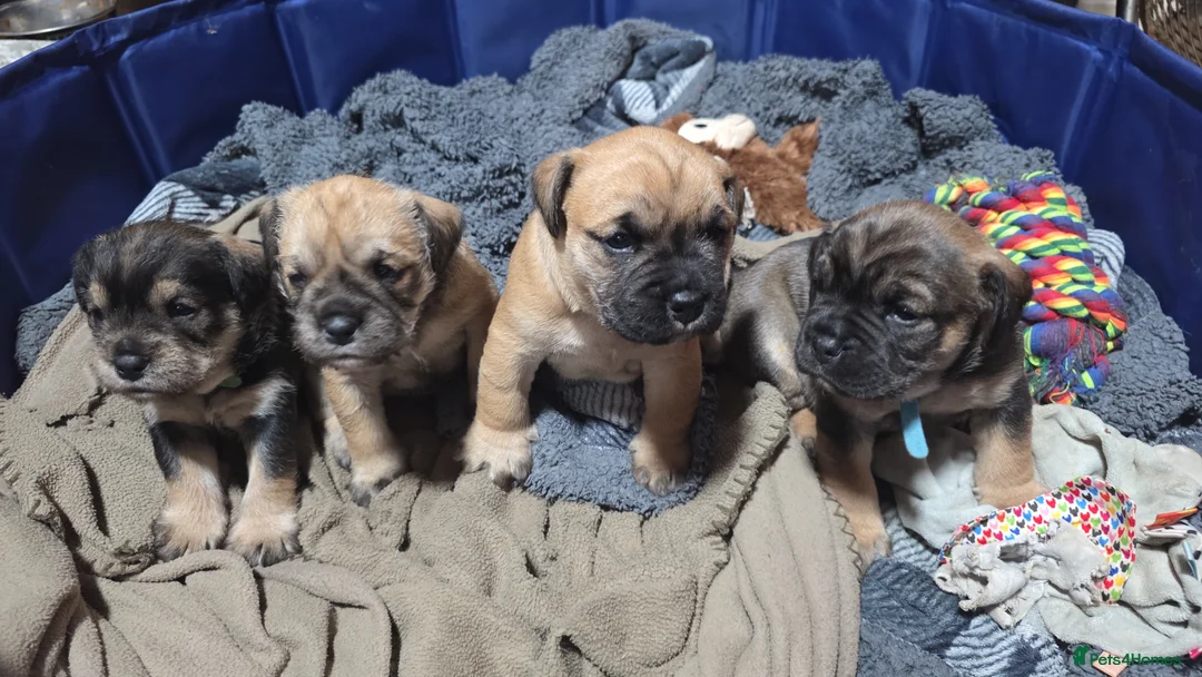 Mixed Breed dogs for sale: Bulldog X 2x females remaining  - Advert 1