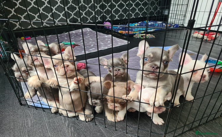 French Bulldog dogs - Advert 3