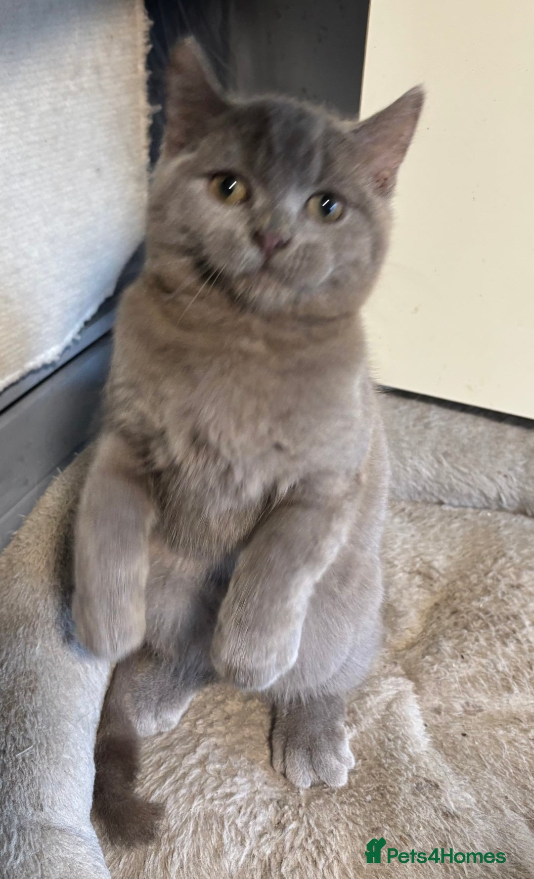 British Longhair cats for sale: Beautiful and Playful kittens - Advert 12