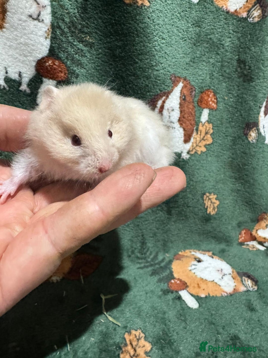 Hamster rodents for sale: Super Friendly Baby Syrian - Image 6
