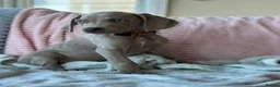 Weimaraner dogs for sale: 🐾Ready Now KC REG SILVER WEIMARANER PUPPIES 🐾 - Advert 11