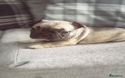 French Bulldog dogs for sale: French bulldog  - Image 14