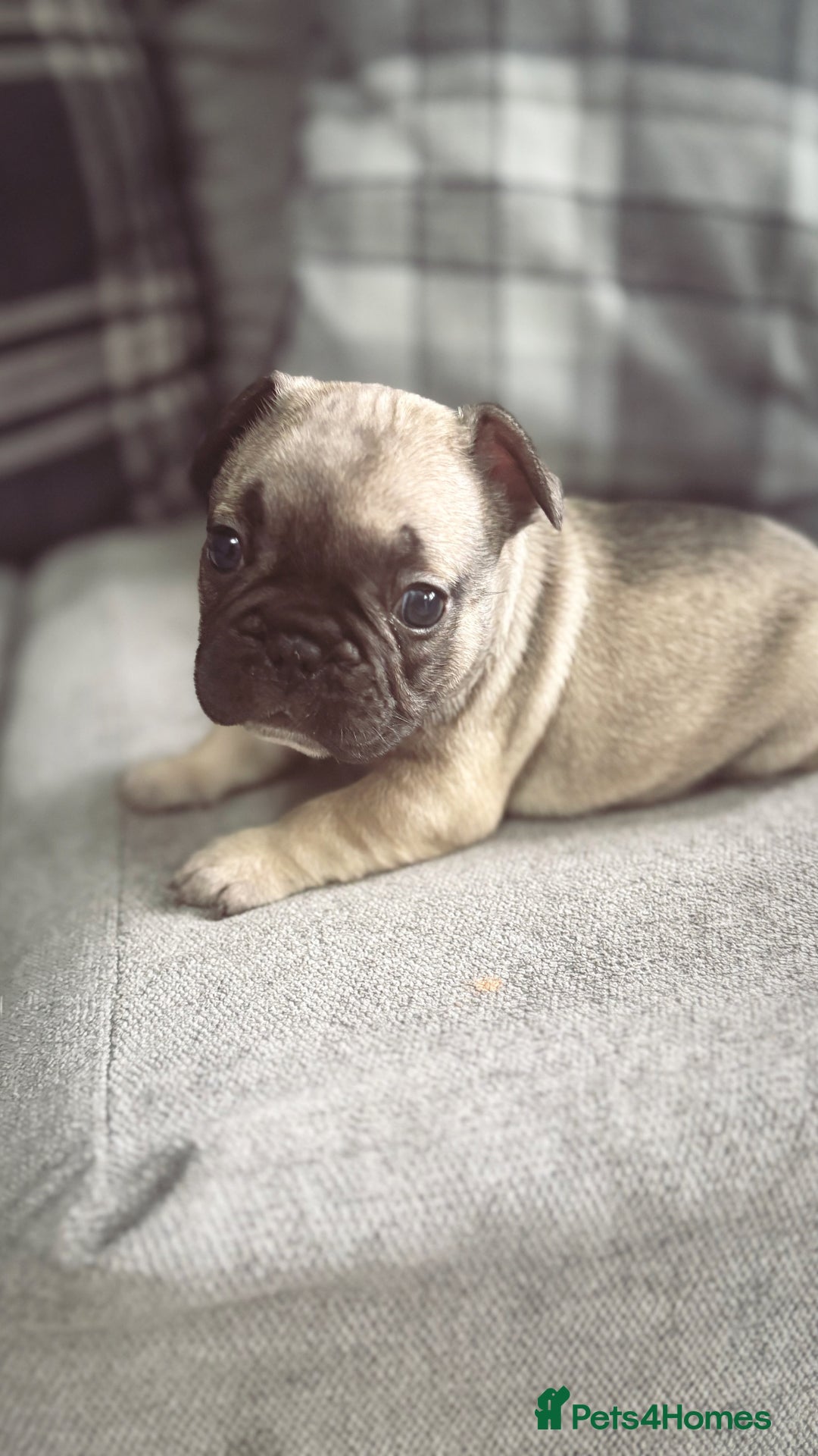 French Bulldog dogs for sale: French bulldog  - Image 14