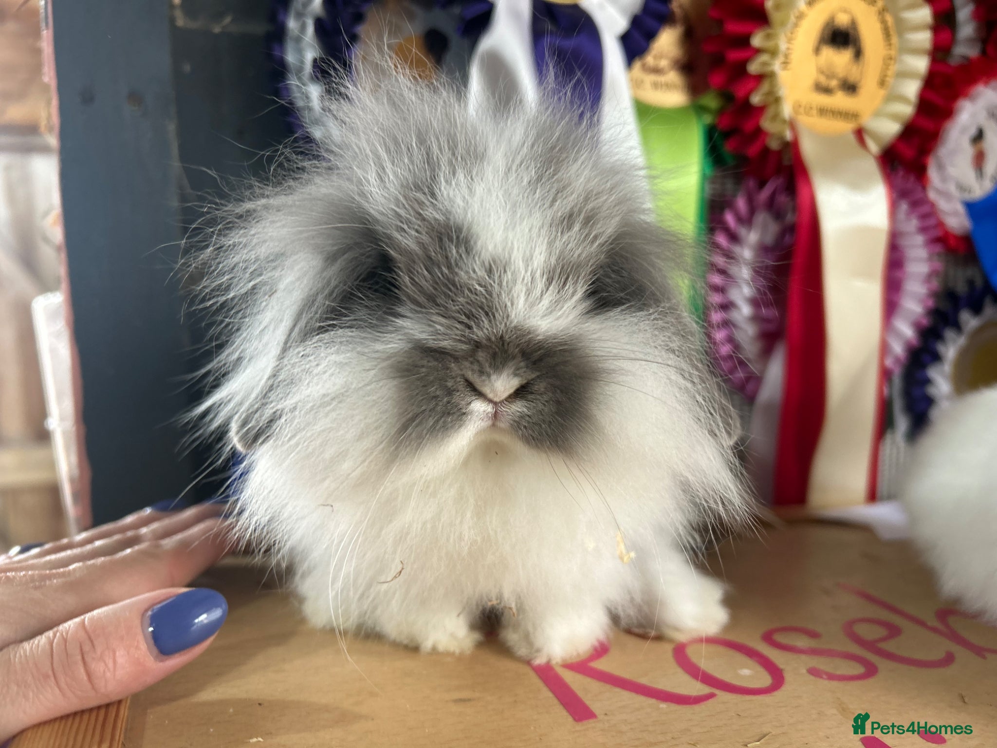 Mini Lop rabbits Vaccinated adult & baby mini lops & lionlops - Advert 2