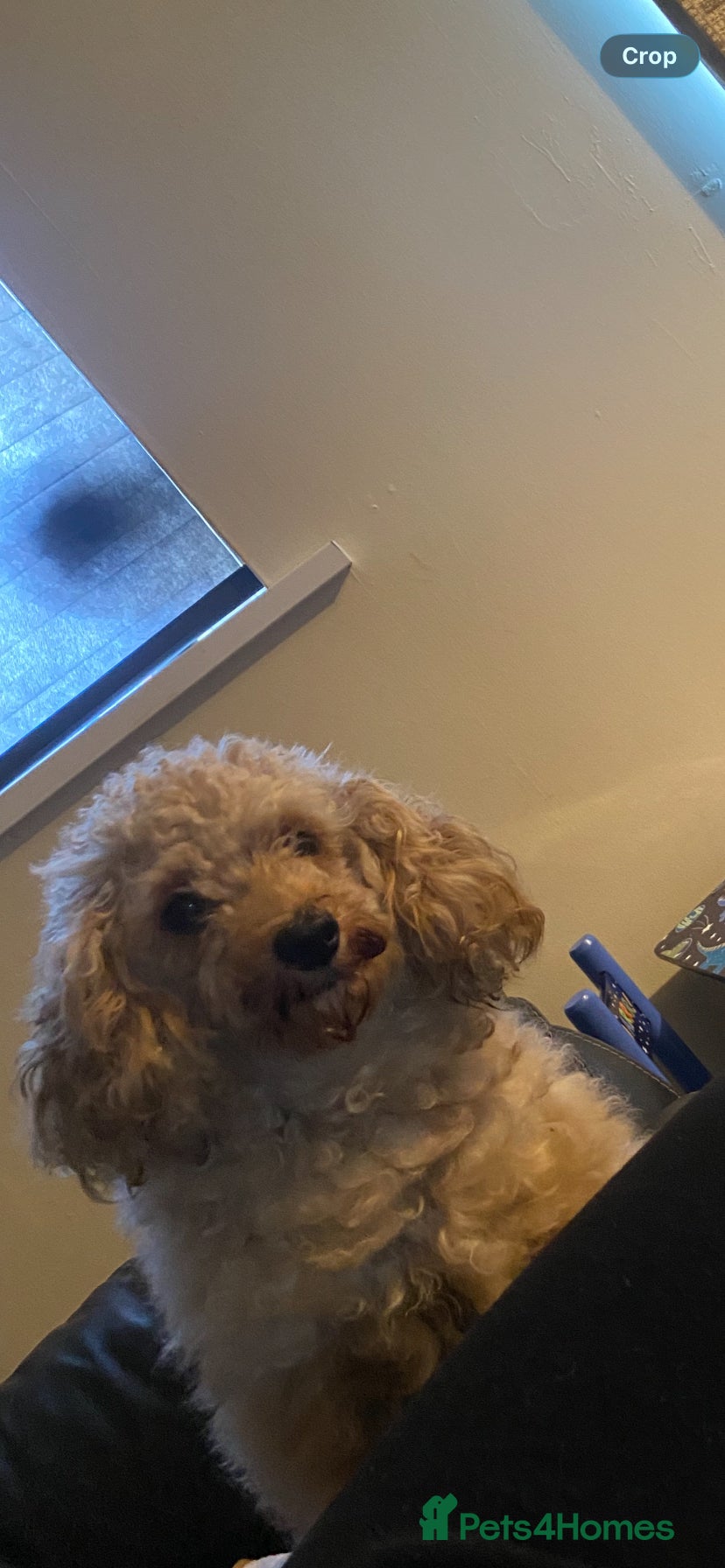 Cavapoo dogs 5 Beautiful Cavapoos from a family home.  - Advert 6