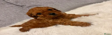 Cavapoo Puppy 4