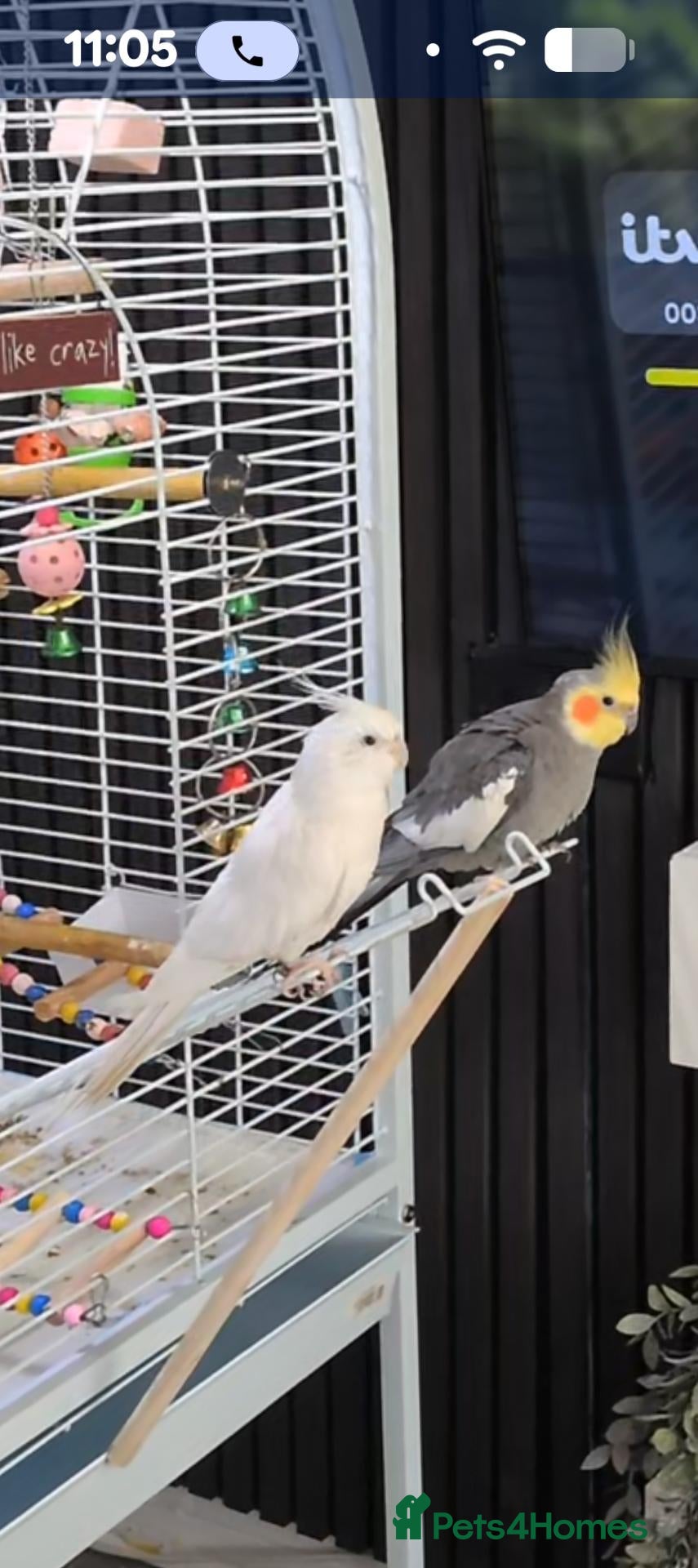 Cockatiels birds for sale: Male Cockatiel - Advert 3