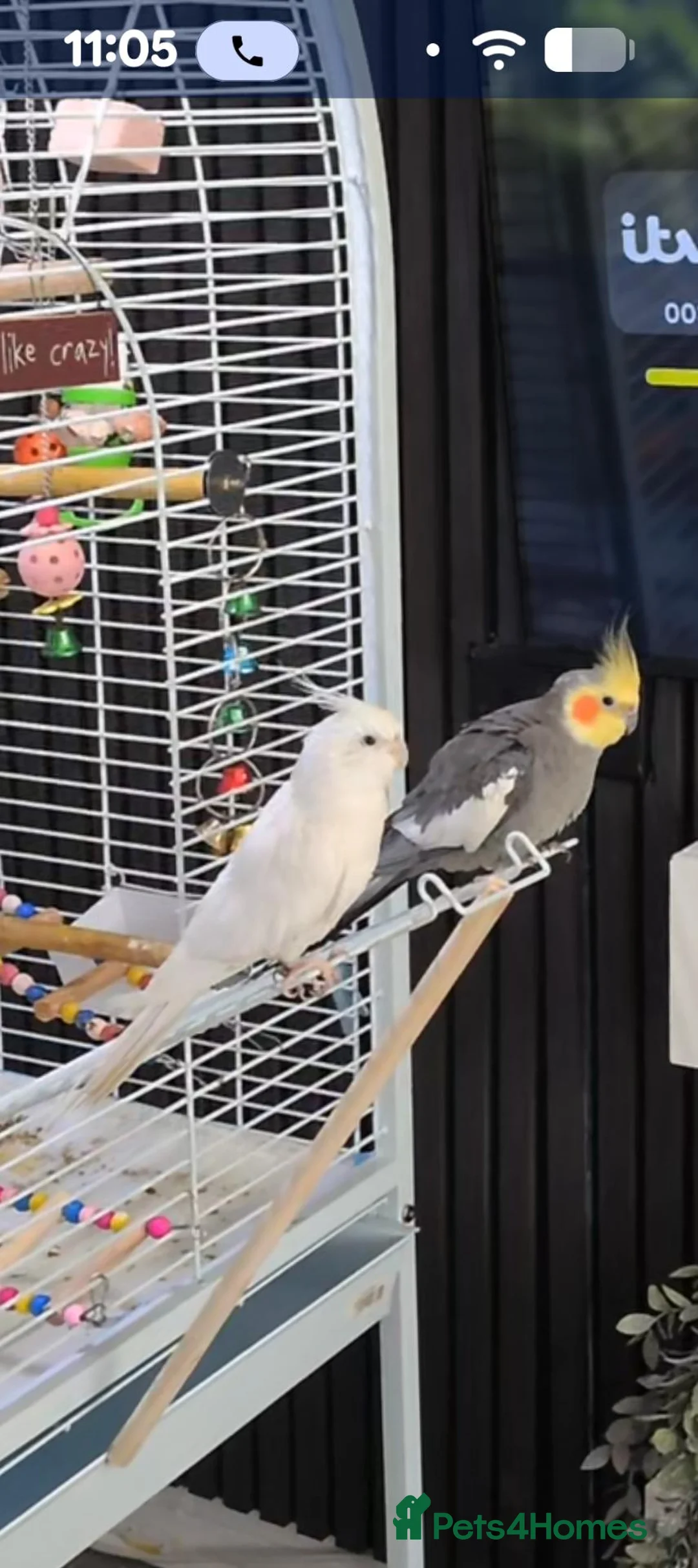 Cockatiels birds for sale: Male Cockatiel - Advert 1