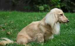 Miniature Dachshund dogs for stud: Long Haired Cream, no dilute, Pra Clear, Kc Regg - Image 23