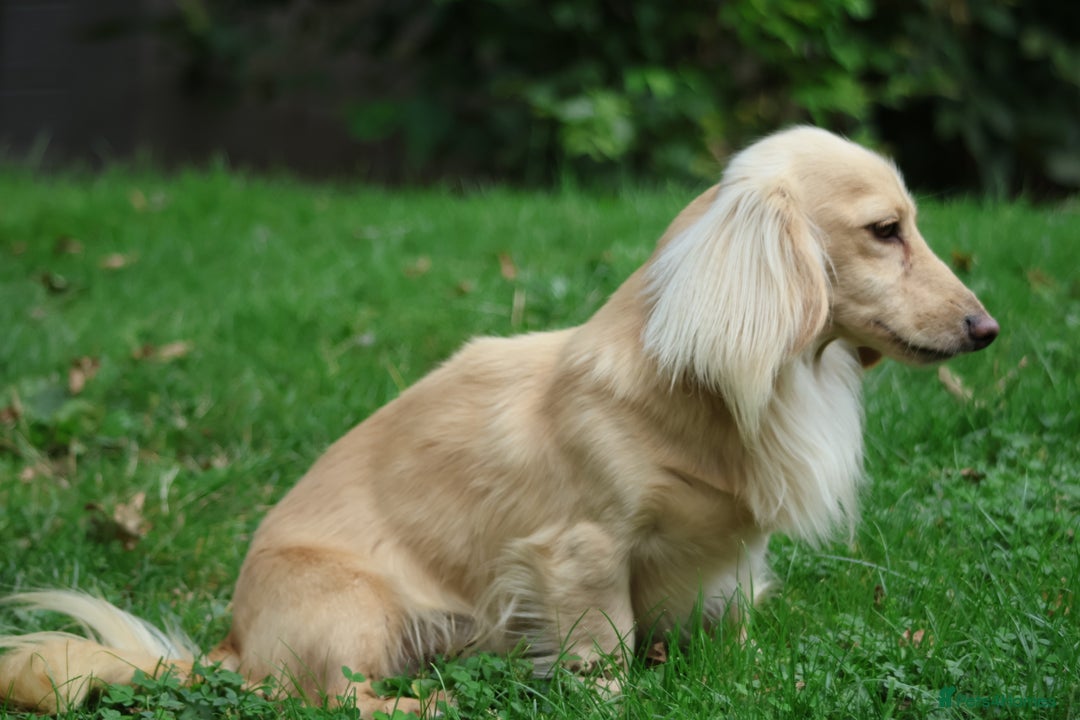Miniature Dachshund dogs for stud: Long Haired Cream, no dilute, Pra Clear, Kc Regg - Image 23