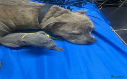 Staffordshire Bull Terrier dogs for sale: Stunning blue Staffordshire bull terrier puppies - Advert 15