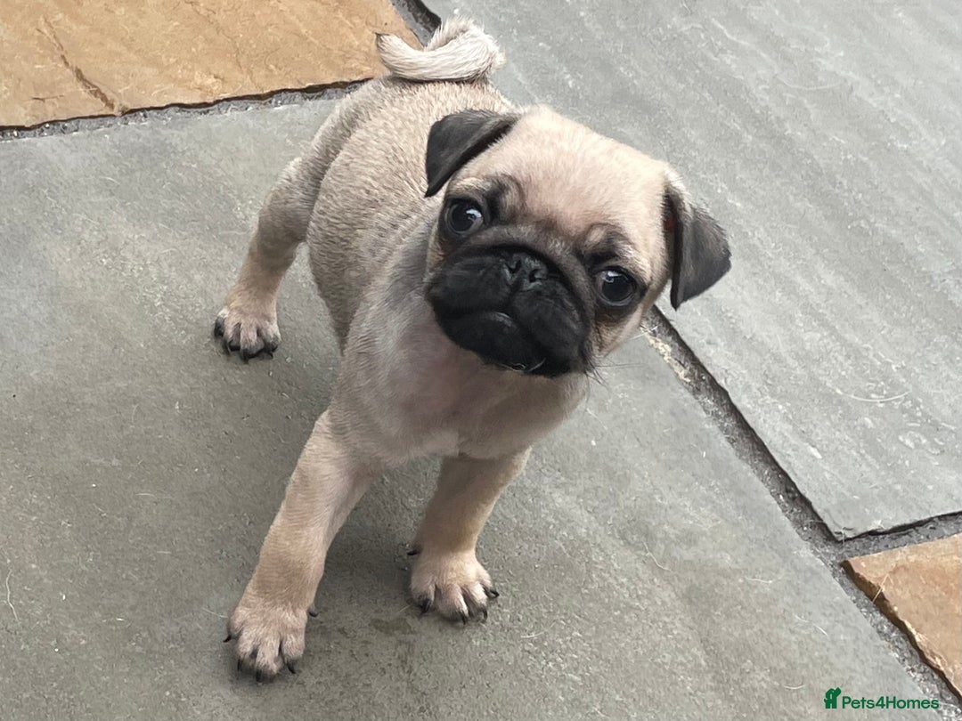 Pug dogs for sale:  Deep apricot multi champion pedigree pug puppies  in Bolton - Image 31