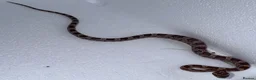 Corn Snake reptiles for sale: Baby Corn Snakes 🐍  - Advert 16