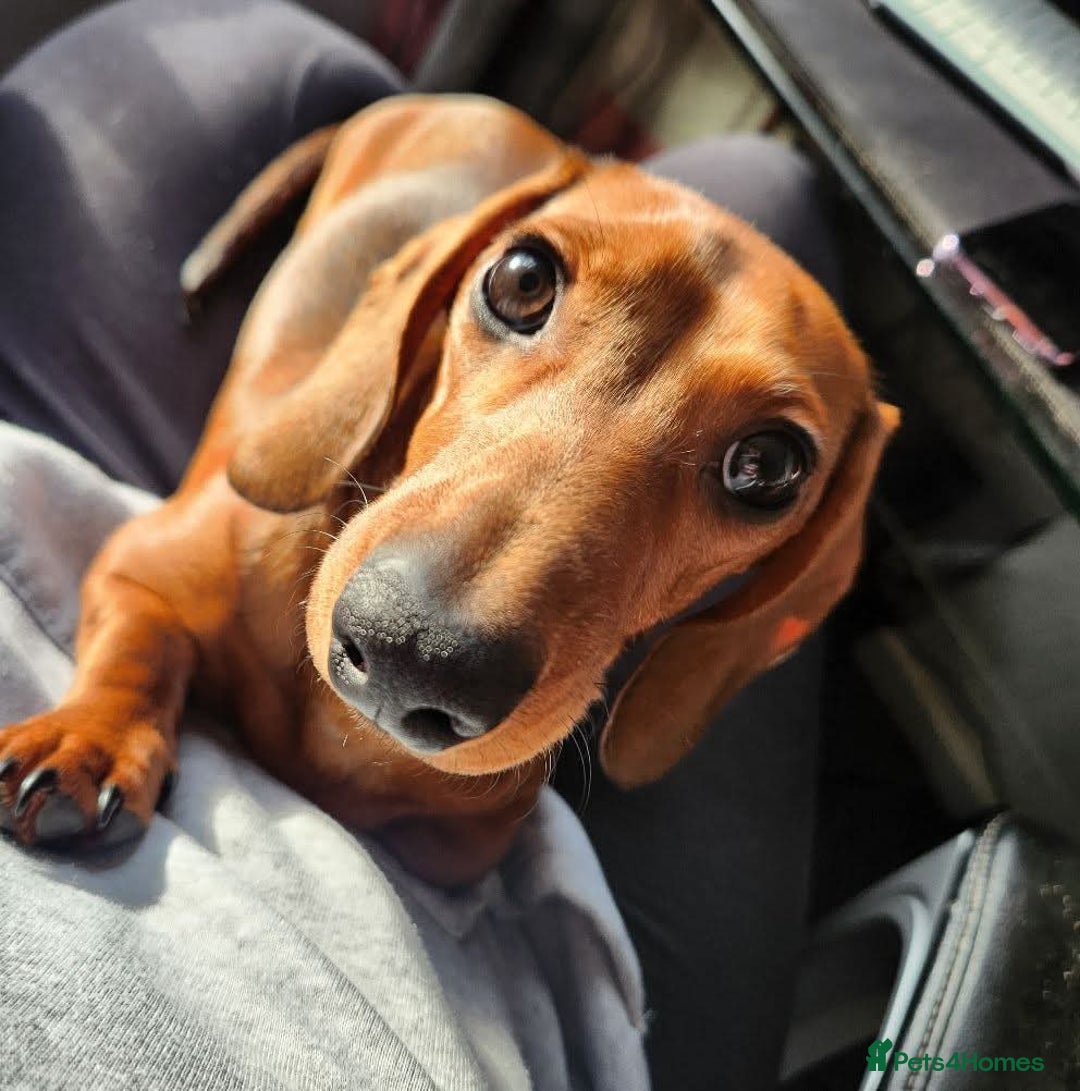 Miniature Dachshund dogs for stud: Miniature Dachshund for stud - Advert 1