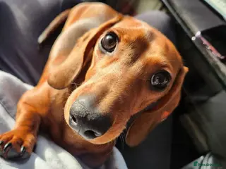 Miniature Dachshund dogs Miniature Dachshund for stud - Advert 12