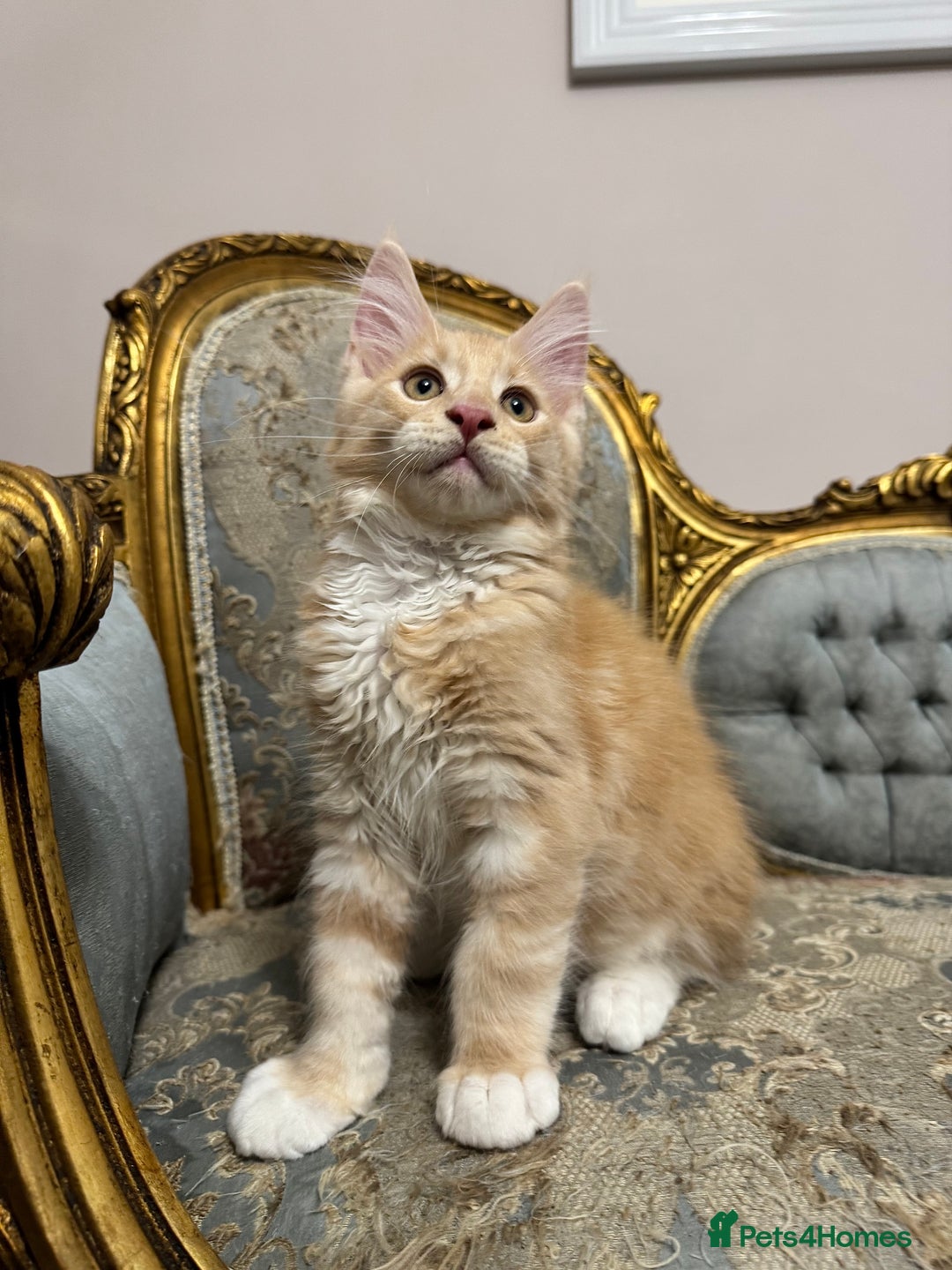 Maine Coon cats for sale: Maine Coon Kittens 🏆 20+ gen 🧬 Full Pedigree - Advert 30