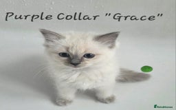 Ragdoll cats for sale: GCCF REGISTERED FULL PEDIGREE RAGDOLL KITTENS 😸  - Image 4