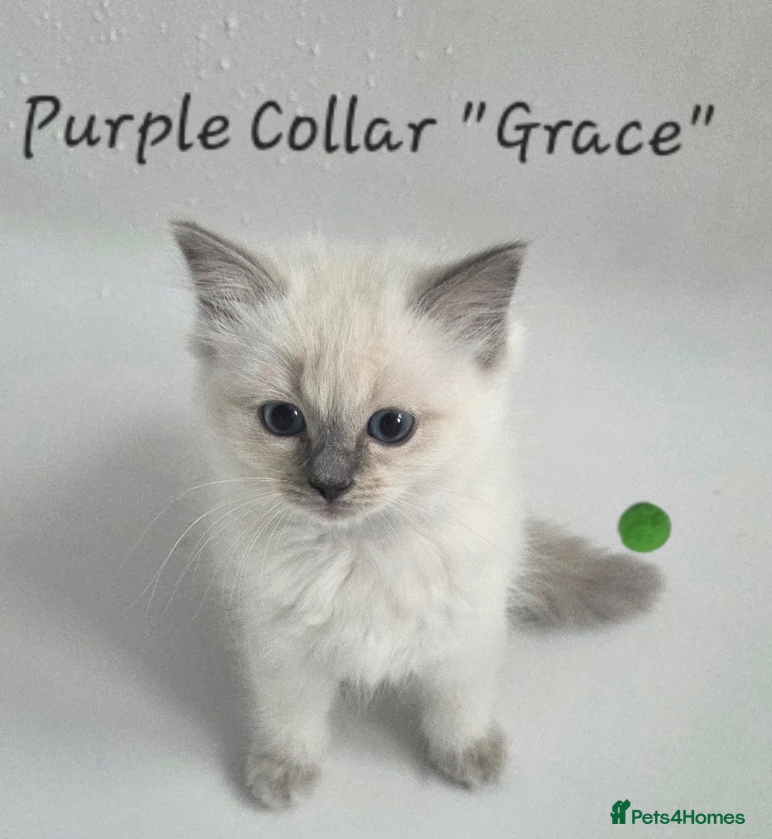 Ragdoll cats for sale: GCCF REGISTERED FULL PEDIGREE RAGDOLL KITTENS 😸  - Image 4