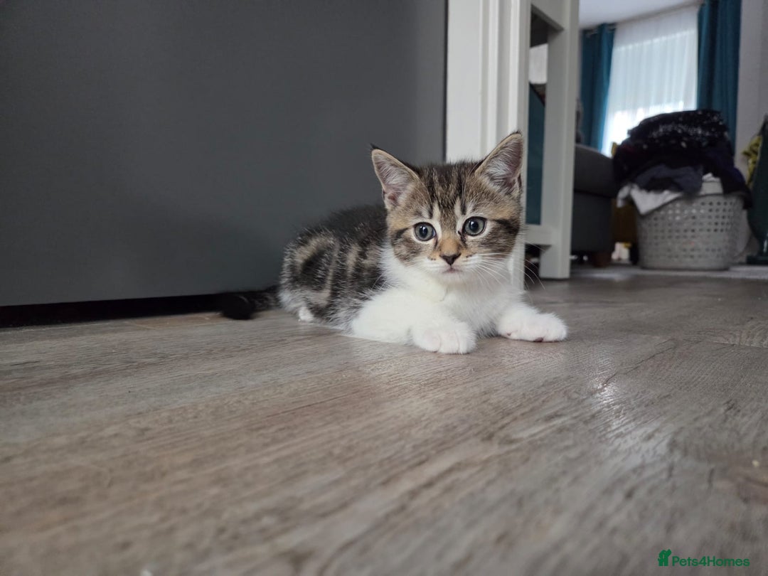 British Shorthair cats for sale: Cute british-shorthair kittens  - Image 8