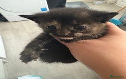 Mixed Breed cats for sale: 5 kittens for sale - Image 1