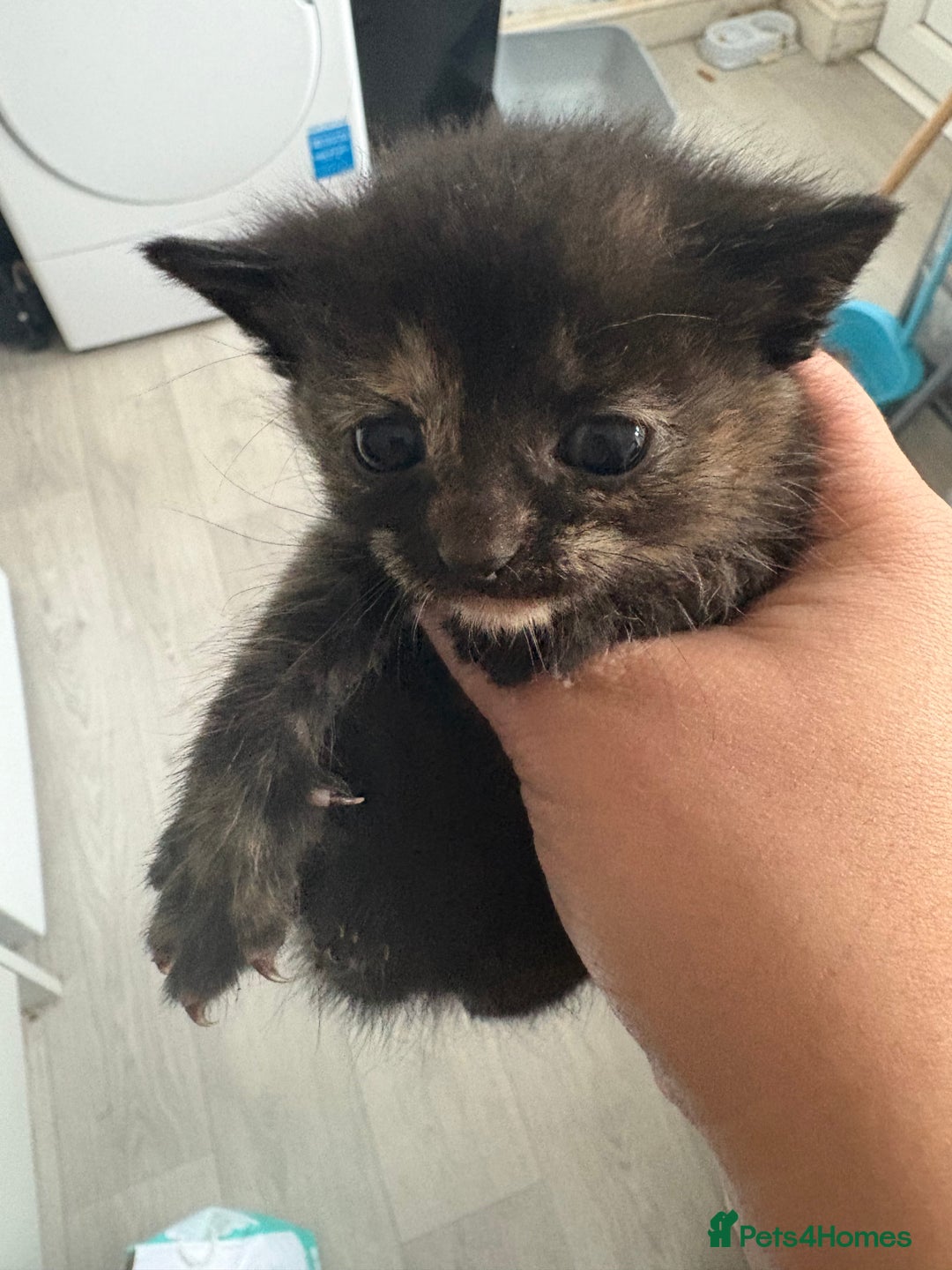 Mixed Breed cats for sale: 5 kittens for sale - Image 1
