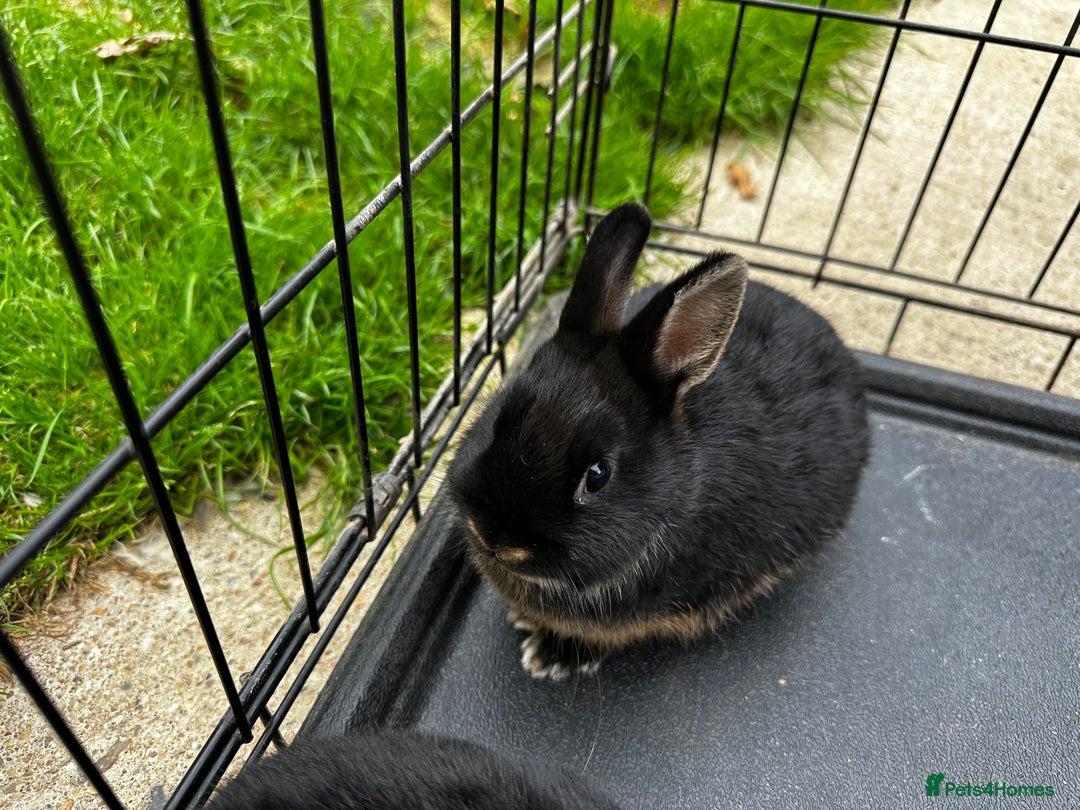 Netherland Dwarf rabbits for sale: Black Otter Netherland Dwarf Bunnies - Image 3