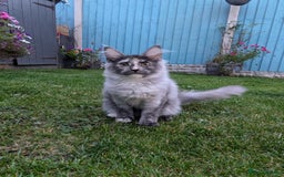 Maine Coon cats for sale: Maine coons 1 Boy left ready now - Image 29