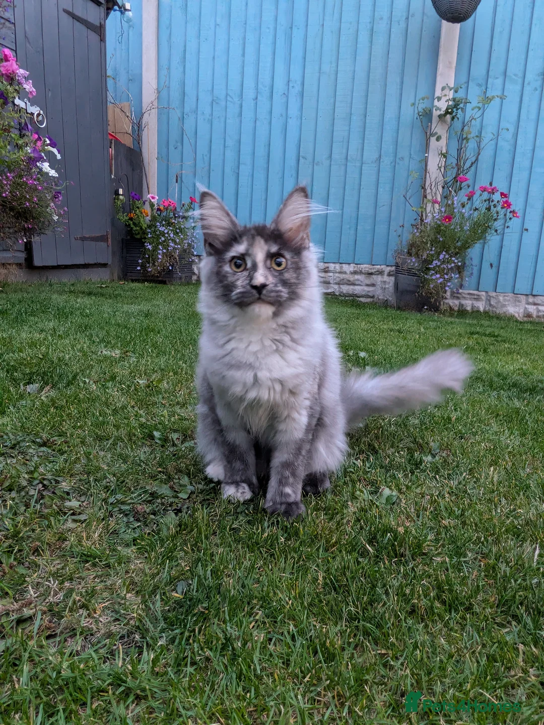 Maine Coon cats for sale: Beautiful female smoked tortie - Advert 30