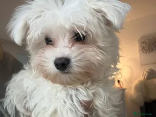 Maltipoo dogs Tiny MALTIPOO Boy SNOWY - Advert 1