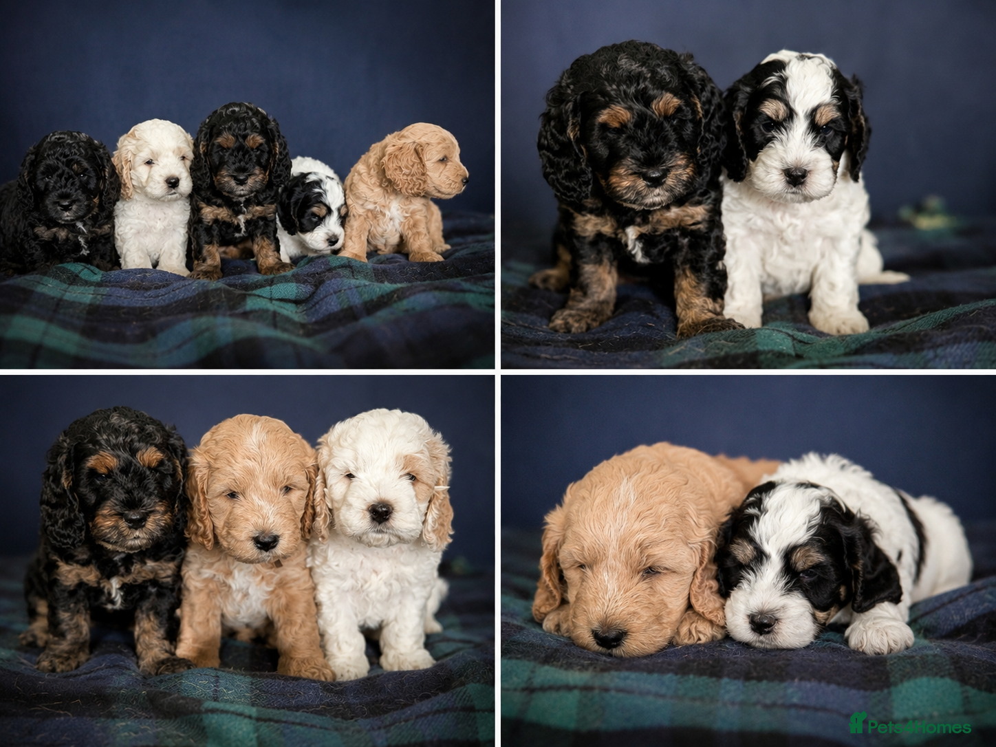 Cockapoo dogs Gorgeous F1 Cockapoo Puppies - Advert 2
