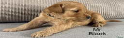 Double Doodle dogs for sale: A REALLY EXCITING MIX OF BREEDS. GORGEOUS!!! - Advert 33