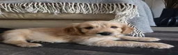 Mixed Breed dogs for sale: Golden retriever x cockapoo boy puppy - Advert 7