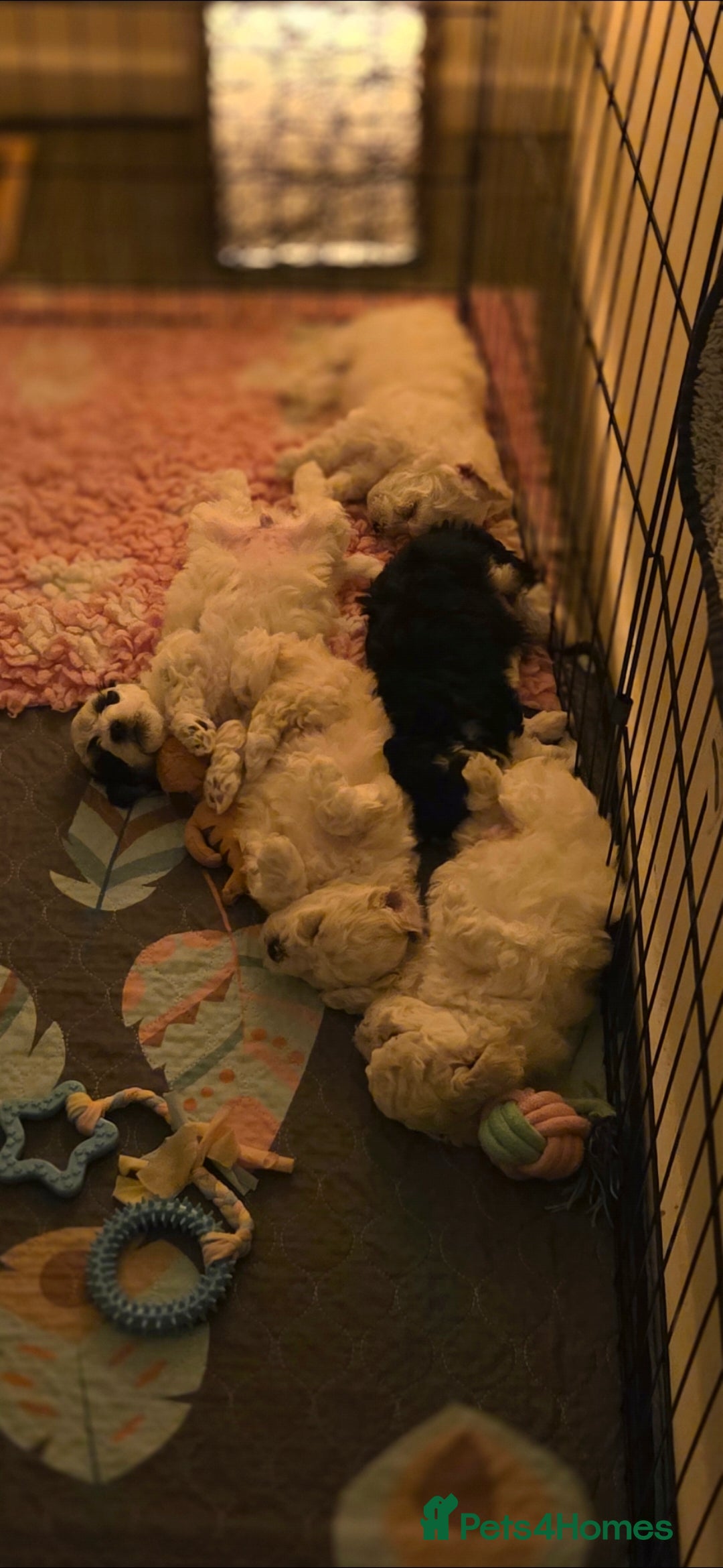 Mixed Breed dogs for sale: Bichon/Maltese mix puppies - Advert 4