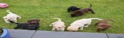 Labrador Retriever dogs for sale: Quality Health Tested Labrador Puppies - Advert 12