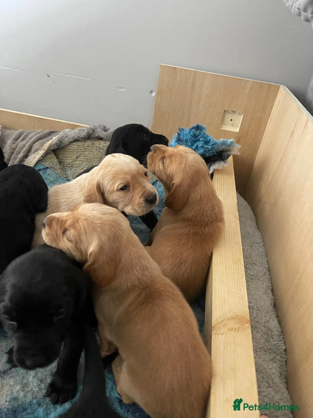Mixed Breed dogs for sale: Beautiful Labrador x Lab-Pointer Puppies - Advert 2
