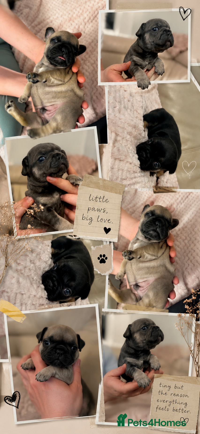 French Bulldog dogs French bulldog puppies  - Advert 11