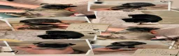 French Bulldog dogs for sale: French bulldog puppies  - Advert 1