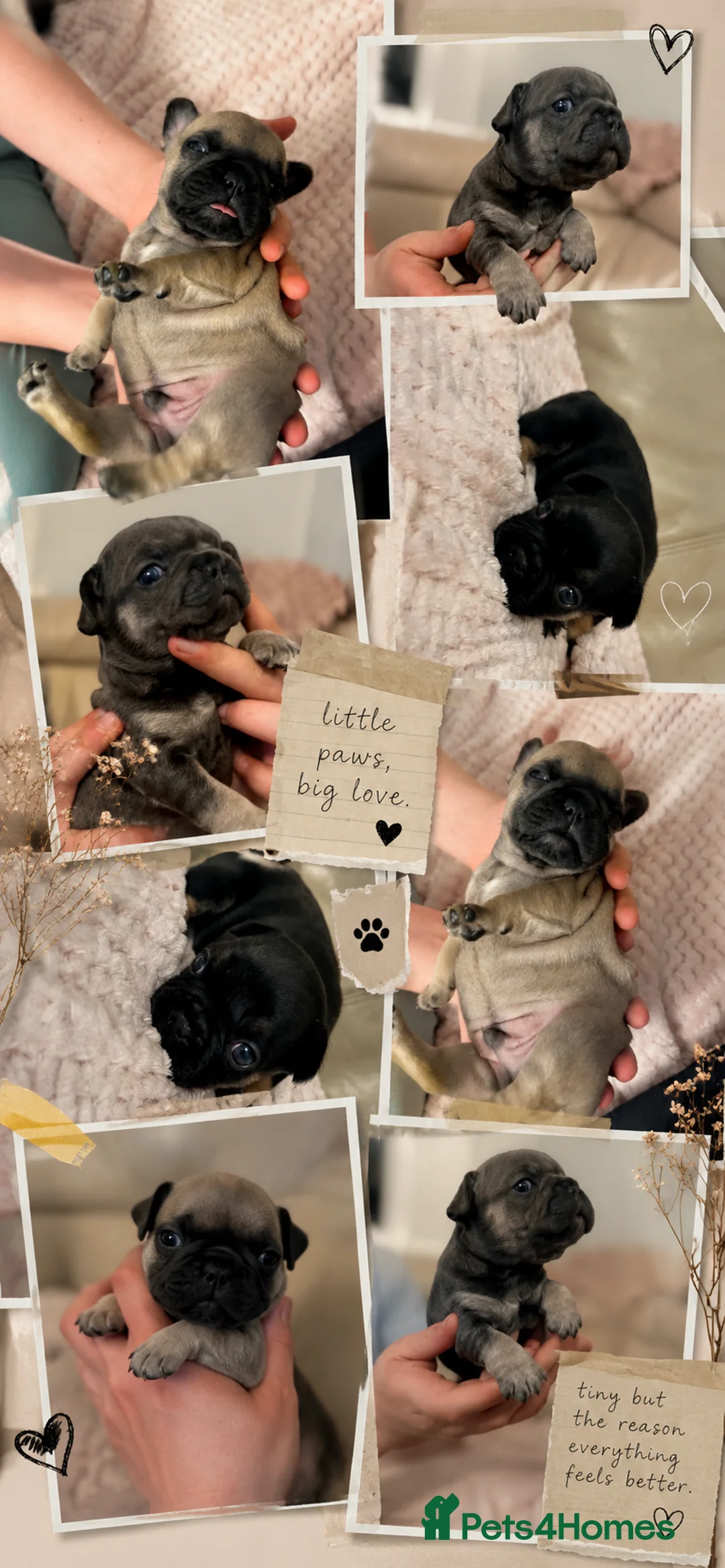French Bulldog dogs for sale: French bulldog puppies  - Advert 1