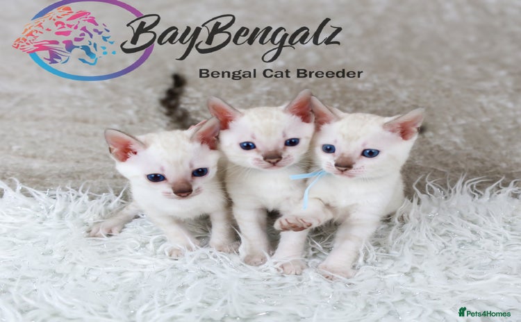 Bengal cats - Advert 11