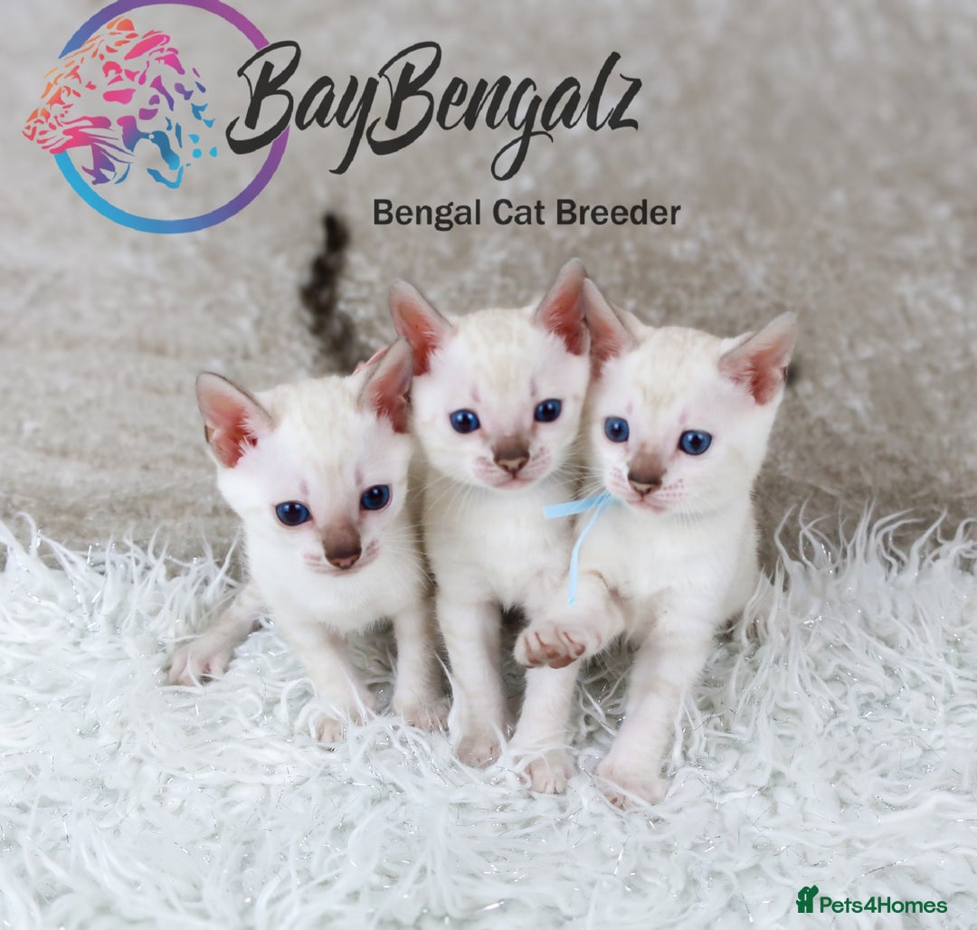 Bengal cats for sale: 1 Boy left, Bengal Snow kittens from RW TGC Sire - Image 2