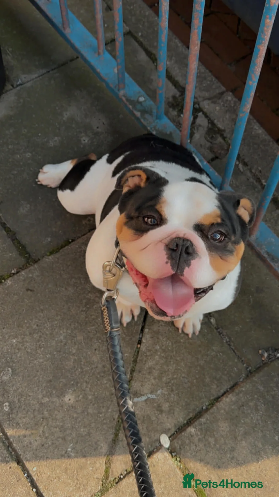 English Bulldog dogs for sale: Miniature English bulldog  in Stoke-on-Trent - Advert 2