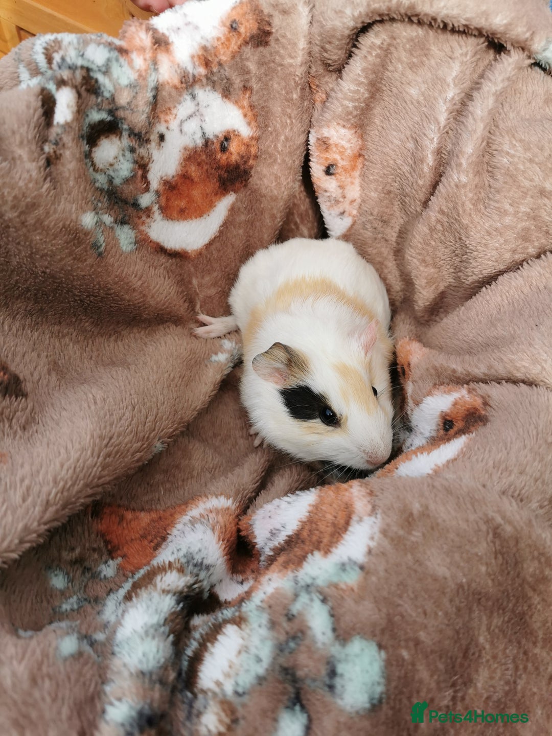 Guinea Pig rodents for sale: Pair of Brother Guinipigs 4 weeks old - Image 12