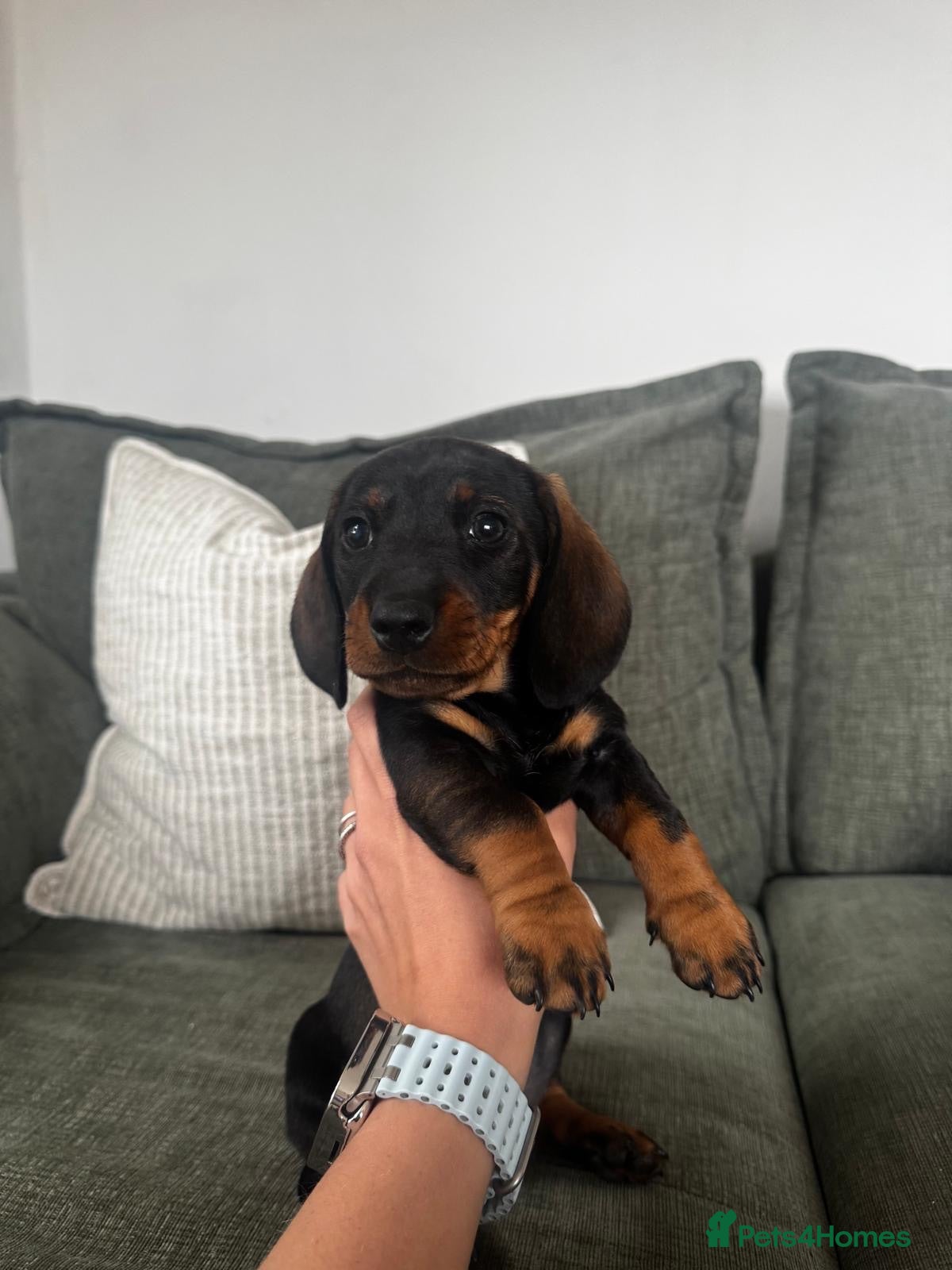 Dachshund dogs *Gamekeeper bred Wire Haired Dachshund Puppies* - Advert 20