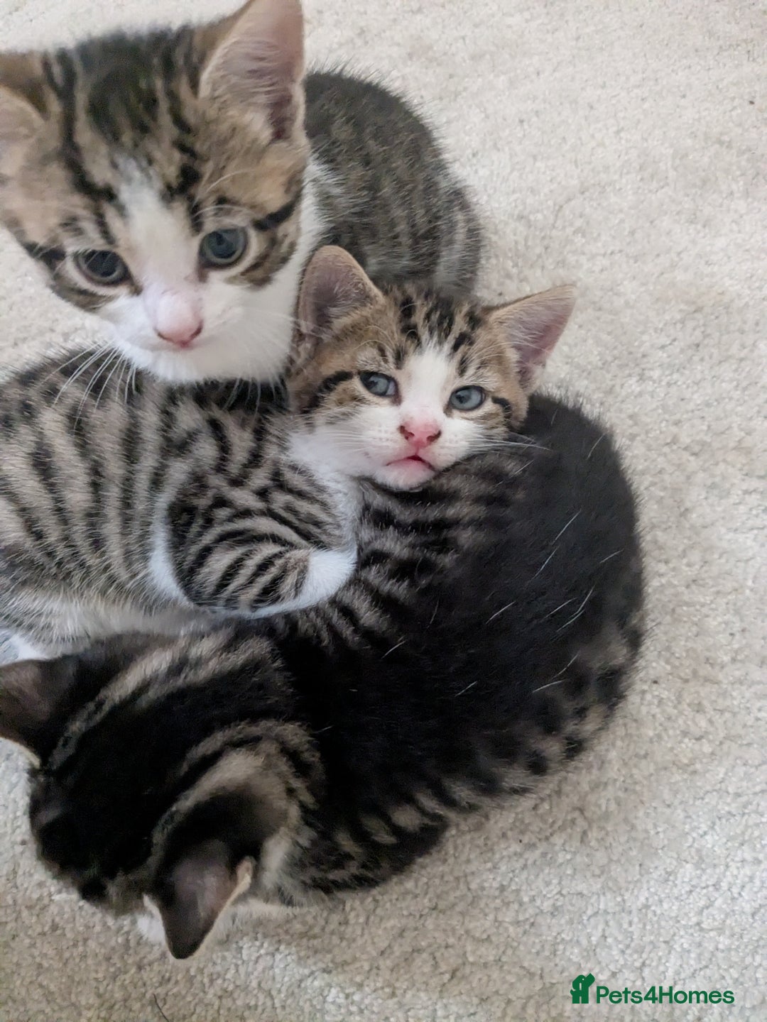 Mixed Breed cats for sale: Kittens looking for a loving home! - Image 6