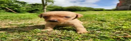 Labrador Retriever dogs for sale: Quality KC Fox Red Labradors  - Advert 28