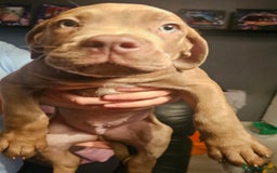 Mastiff dogs for sale: Mastiff Hybrids  - Image 24